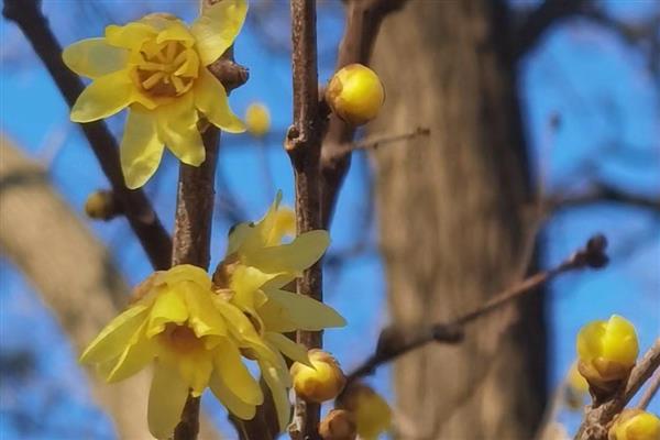 腊梅花有什么花语，具有坚韧不拔、独立坚毅等含义
