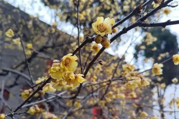 腊梅花有什么花语，具有坚韧不拔、独立坚毅等含义
