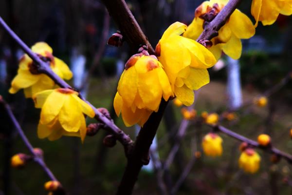 腊梅花有什么花语，具有坚韧不拔、独立坚毅等含义
