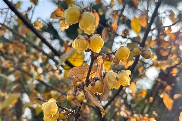 腊梅花有什么花语，具有坚韧不拔、独立坚毅等含义