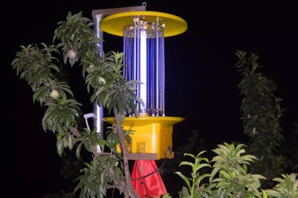 如何击杀金龟子，在清晨或傍晚集中杀灭