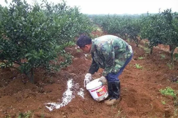 如何击杀金龟子，在清晨或傍晚集中杀灭