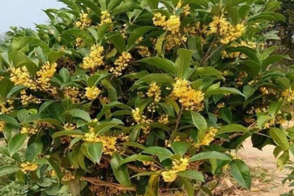 四季桂的花期持续时间，可持续开放15-20天