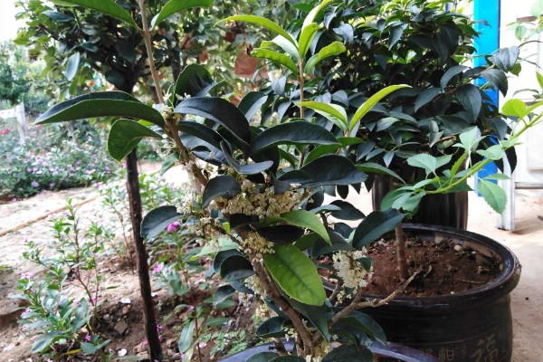 四季桂的花期持续时间，可持续开放15-20天