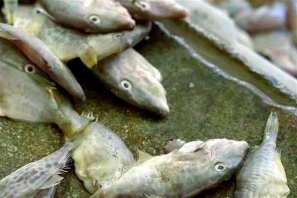 马面鱼的简介，是指绿鳍马面鲀