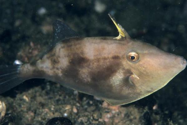 马面鱼的简介，是指绿鳍马面鲀