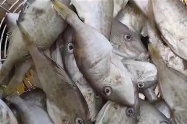 马面鱼的简介，是指绿鳍马面鲀