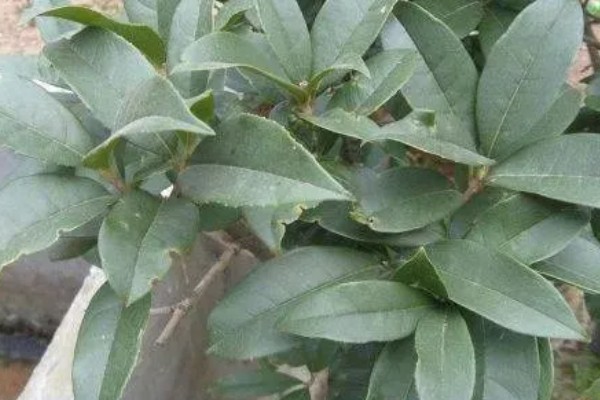 四季桂的花期持续时间，可持续开放15-20天