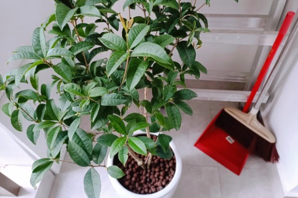 四季桂的花期持续时间，可持续开放15-20天