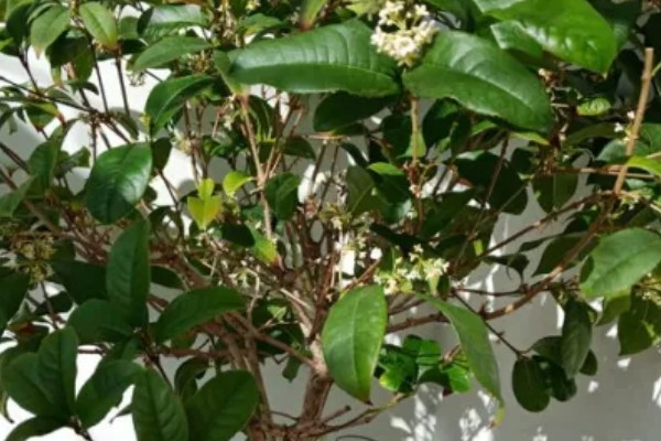 四季桂的花期持续时间，可持续开放15-20天