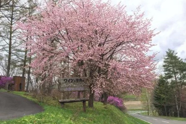 樱花的花期有多少天，一般有60天
