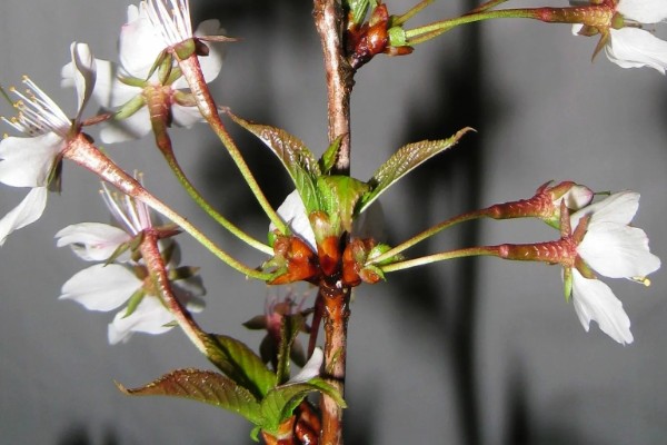 樱花的花期有多少天，一般有60天