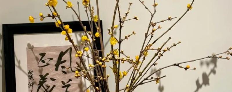 腊梅要醒花吗，腊梅需要醒花