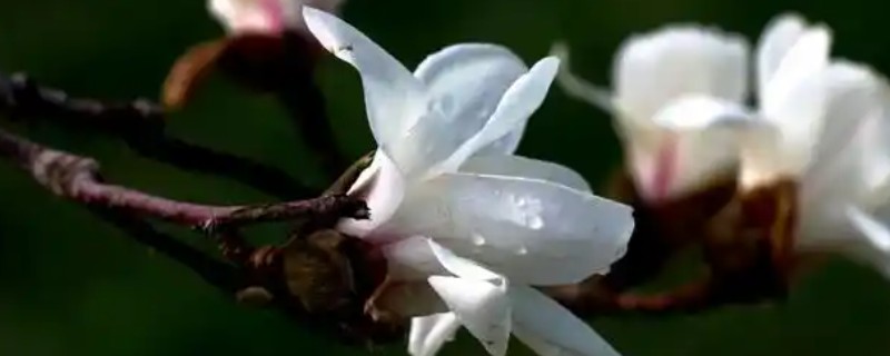 冬季玉兰枝条泡水可以开花吗，能开花