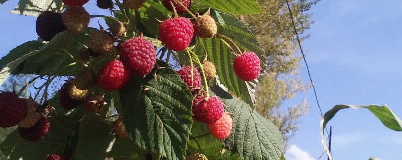 红树莓与黑莓有什么区别，果实形状、生长地区等方面不同