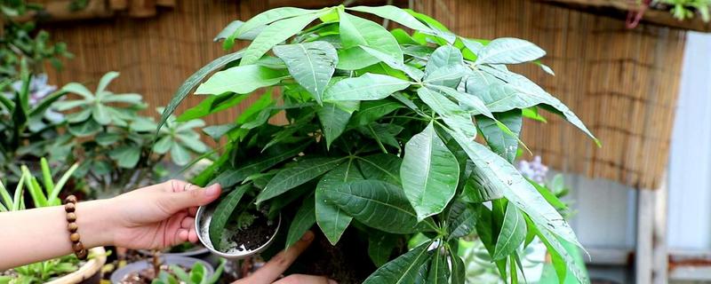 发财树怎么正确修剪，生长初期要将顶端的枝条切除