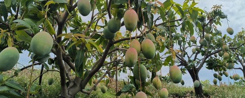 芒果的品种，以下17个品种很常见