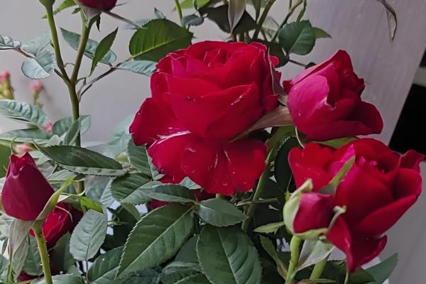 18朵玫瑰的含义，代表真诚、坦白、爱情