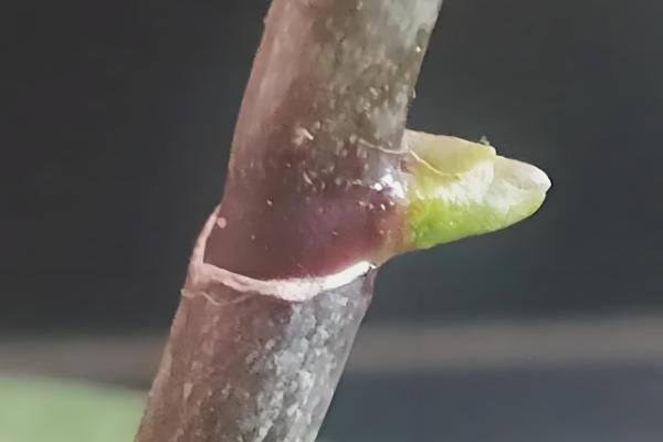 蝴蝶兰繁殖幼苗的方法，以下3种方式被经常使用