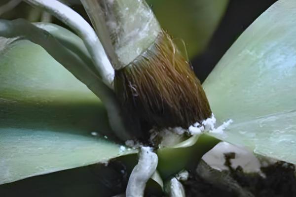 蝴蝶兰繁殖幼苗的方法，以下3种方式被经常使用