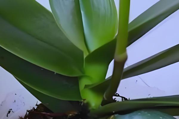 蝴蝶兰繁殖幼苗的方法，以下3种方式被经常使用