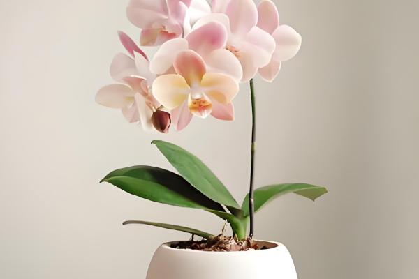 蝴蝶兰繁殖幼苗的方法，以下3种方式被经常使用