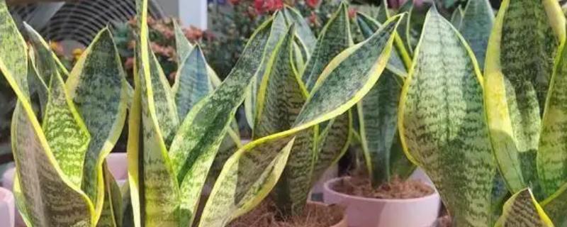 虎皮兰叶子焉软的原因，可能是光照不当导致的