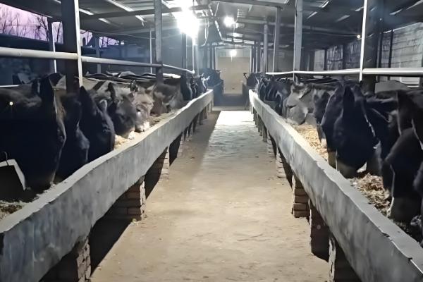 毛驴的养殖技术，喂食的食物要以糊状物为主