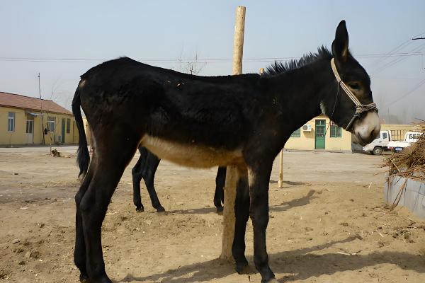 毛驴的养殖技术，喂食的食物要以糊状物为主