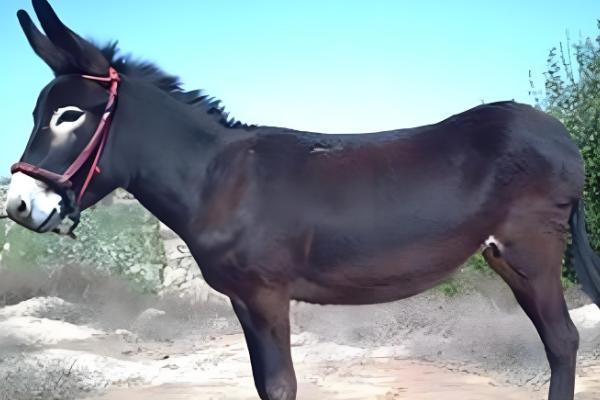 毛驴的养殖技术，喂食的食物要以糊状物为主