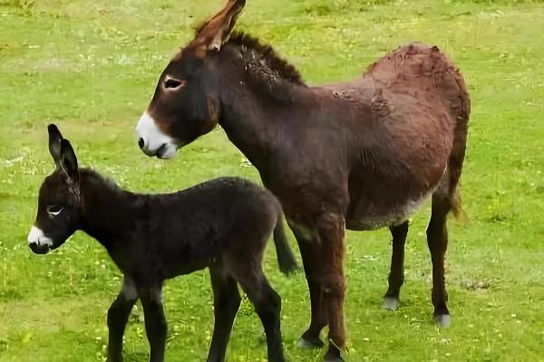 毛驴的养殖技术，喂食的食物要以糊状物为主
