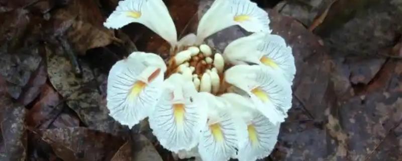 九翅豆蔻的繁殖方法，一般采取无性繁殖