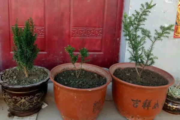 红豆杉烂根如何处理，光照不足要让它接受充足的阳光