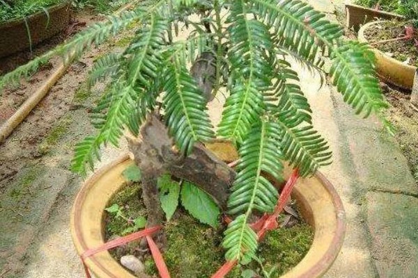 红豆杉烂根如何处理，光照不足要让它接受充足的阳光