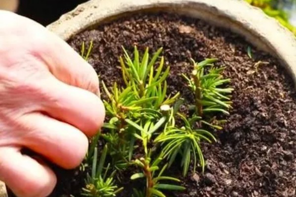 红豆杉烂根如何处理，光照不足要让它接受充足的阳光