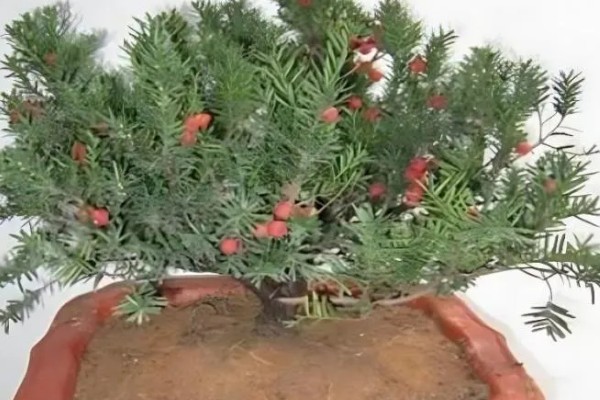 红豆杉烂根如何处理，光照不足要让它接受充足的阳光