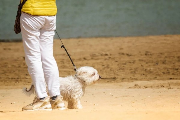 遛狗的适宜时间，饭后遛狗可促进消化
