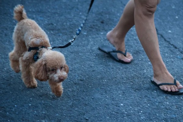 遛狗的适宜时间，饭后遛狗可促进消化