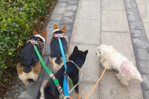 遛狗的适宜时间，饭后遛狗可促进消化