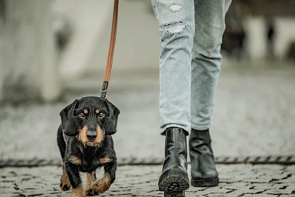 遛狗的适宜时间，饭后遛狗可促进消化