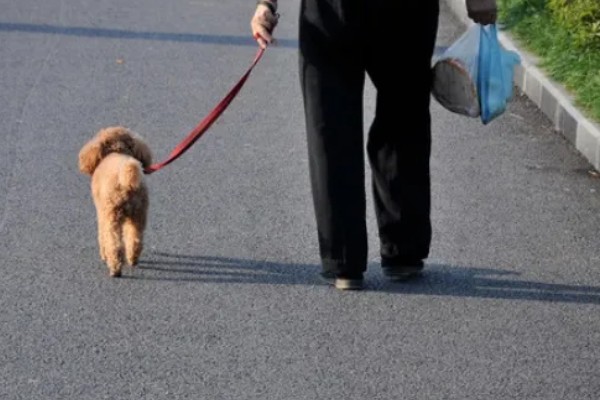 遛狗的适宜时间，饭后遛狗可促进消化