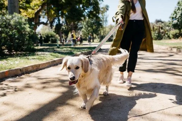 遛狗的适宜时间，饭后遛狗可促进消化
