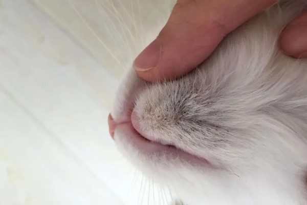 猫下巴长出了煤渣的原因，可能是得了毛囊炎