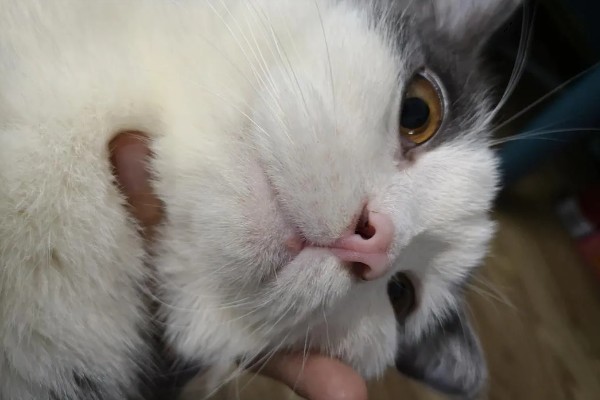 猫下巴长出了煤渣的原因，可能是得了毛囊炎