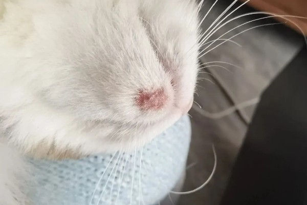 猫下巴长出了煤渣的原因，可能是得了毛囊炎