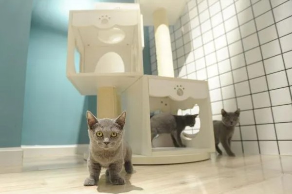 猫下巴长出了煤渣的原因，可能是得了毛囊炎