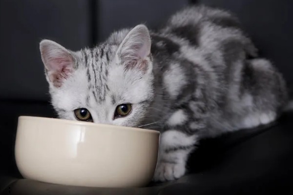 猫下巴长出了煤渣的原因，可能是得了毛囊炎