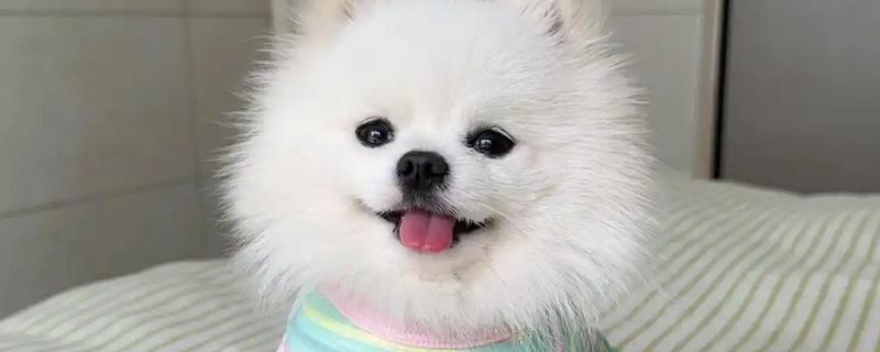 萌犬俊介的简介，是一种博美犬