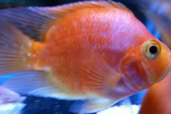 观赏鱼白点病的发生原因，一般是小瓜虫造成