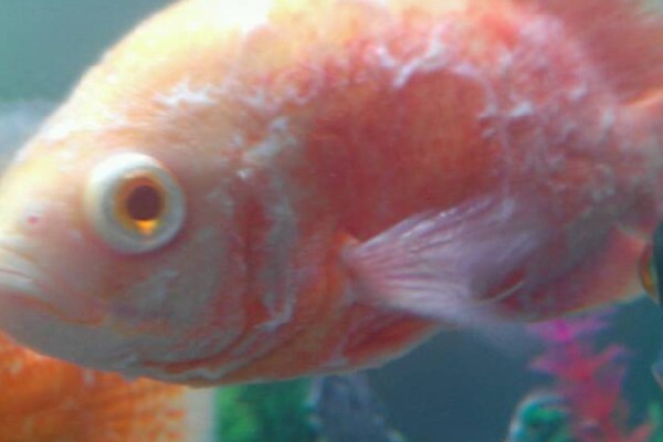 观赏鱼白点病的发生原因，一般是小瓜虫造成